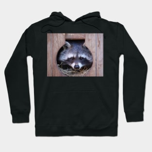 Raccoon Hoodie